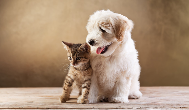 Best friends - kitten and small fluffy dog